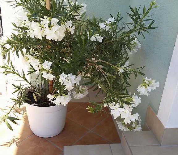 Green 3* Балатонфюред